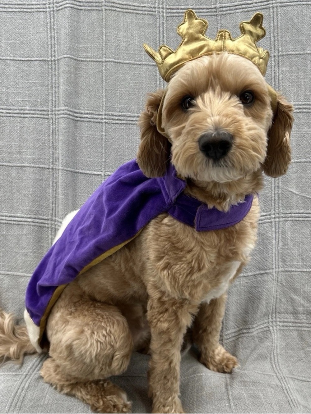 👑 Old Navy Pets Prince/ King Cape and Crown Costume - Purple and Gold XS